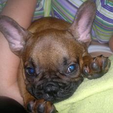 Fransk bulldog Bambus