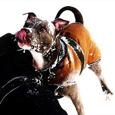 Staffordshire bull terrier Miss Silver Tinkle