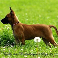 Malinois Quelle vom Heustadlwasser