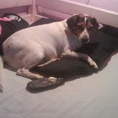 Dansk svensk gaardhund kvik <3<3