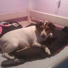 Dansk svensk gaardhund kvik <3<3