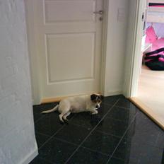 Dansk svensk gaardhund kvik <3<3