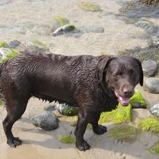 Labrador retriever  Apernille´s Vita (Asta)