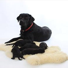 Blanding af racer Molly