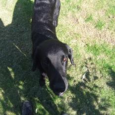 Flat coated retriever Jackson