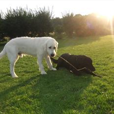 Flat coated retriever Jackson