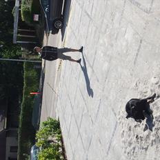 Flat coated retriever Jackson