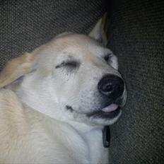 Labrador retriever Karla