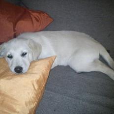 Labrador retriever Karla