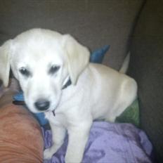 Labrador retriever Karla