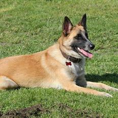 Belgisk hyrdehund Aya