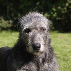 Irsk ulvehund Credo 