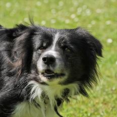 Border collie Freddy