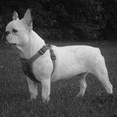 Fransk bulldog Berta