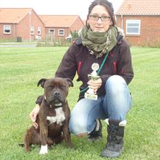 Staffordshire bull terrier Carlos 