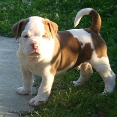 Renascence Bulldogge Ironheadbulls Gambler