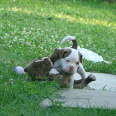 Renascence Bulldogge Ironheadbulls Gambler