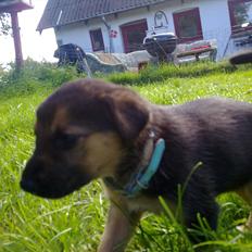 Blanding af racer Zenta