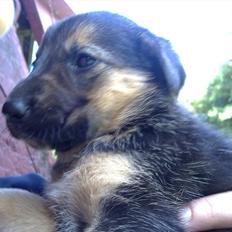 Blanding af racer Zenta