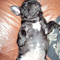 Fransk bulldog Bertha