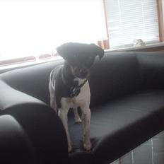 Dansk svensk gaardhund Elvis