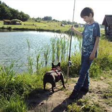 Fransk bulldog Bertha