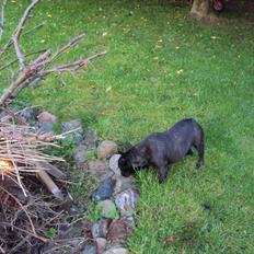 Fransk bulldog Bertha