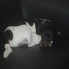 Dansk svensk gaardhund Elvis