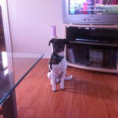 Dansk svensk gaardhund Elvis