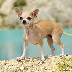 Chihuahua 1414s Cindy