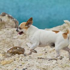 Chihuahua Milaja Kroha Zoran