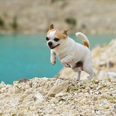 Chihuahua Milaja Kroha Zoran