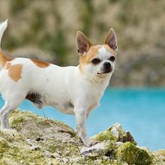 Chihuahua Milaja Kroha Zoran