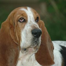 Basset hound Cookie