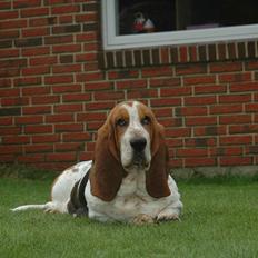 Basset hound Cookie