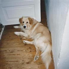 Blanding af racer Bølle