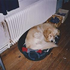 Blanding af racer Bølle