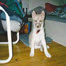 Blanding af racer Tjika