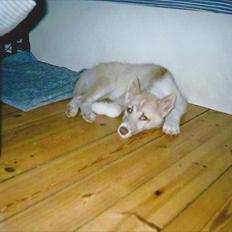 Blanding af racer Tjika