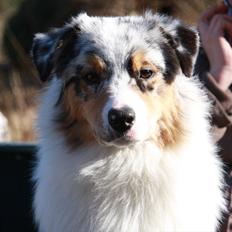 Australian shepherd Dazzle