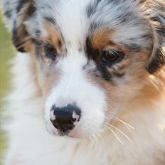 Australian shepherd Dazzle