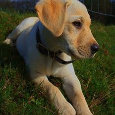Labrador retriever Fie