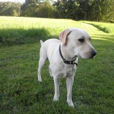 Labrador retriever Fie