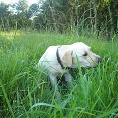 Labrador retriever Fie