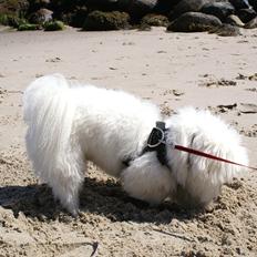 Coton de tulear Coton Jarè Emil "Bertram"