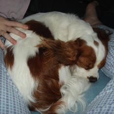 Cavalier king charles spaniel Sif