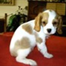 Cavalier king charles spaniel Sif