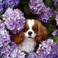 Cavalier king charles spaniel Sif