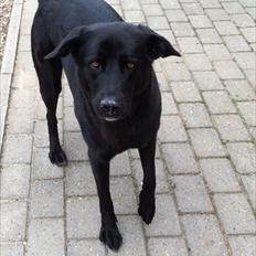 Blanding af racer Molly *Bøllen*