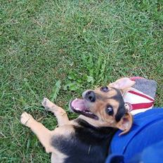 Jack russell terrier Snuske